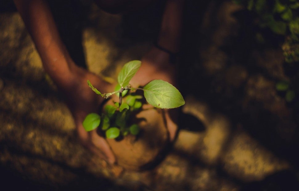 Planting a greener tomorrow 